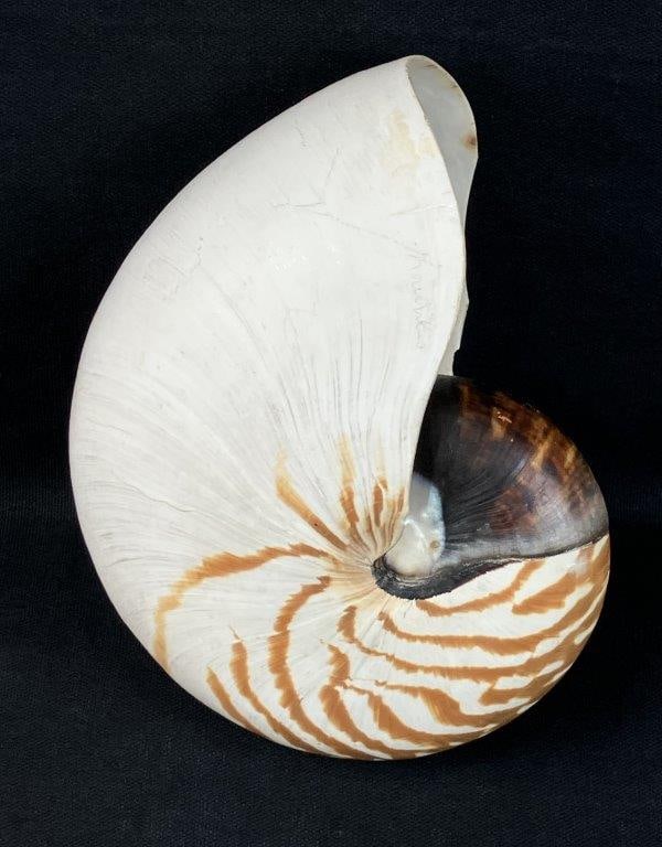 Nautilus Shell - 3