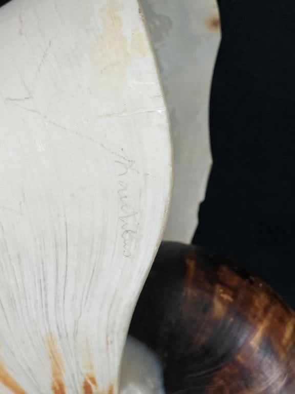 Nautilus Shell - 4