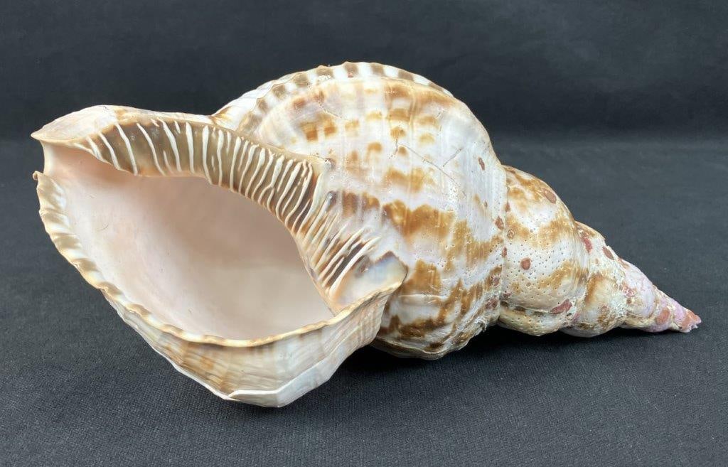Large Seashell, Tritonâ€™s Trumpet: Natural Tritonâ€™s trumpet seashell with characteristic spiral form and brown and white banded patterning. Measures approximately 4 1/2â€³ H x 9