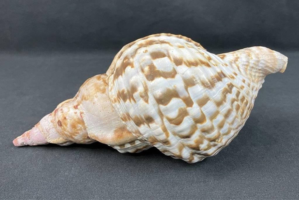 Large Seashell, Triton’s Trumpet - 2