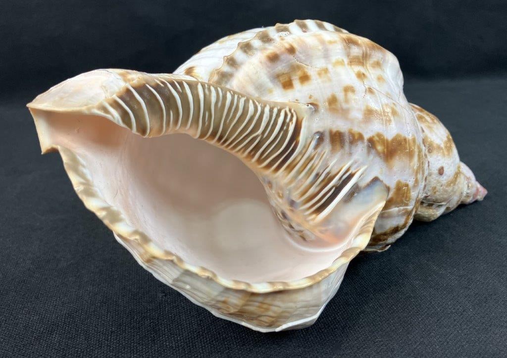 Large Seashell, Triton’s Trumpet - 3
