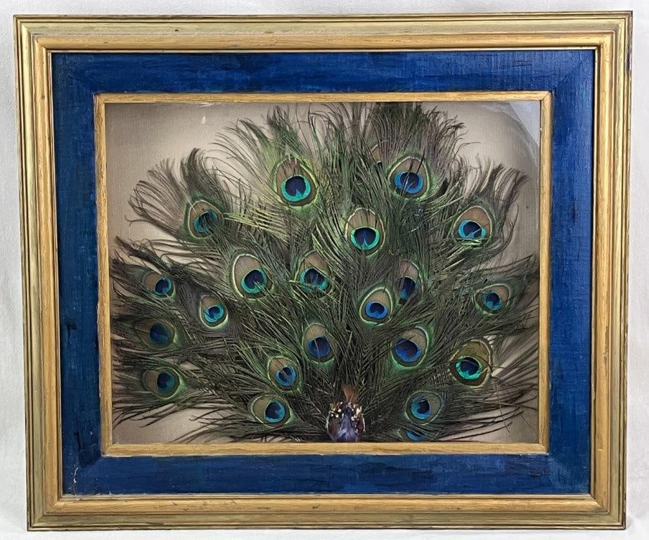Mixed Media Peacock Sculpture: A striking mixed media shadowboxed sculpture of a peacock featuring a finely detailed small peacock figure with multi-colored and patterned feathers, surmounted by a large, vibrant plume of real