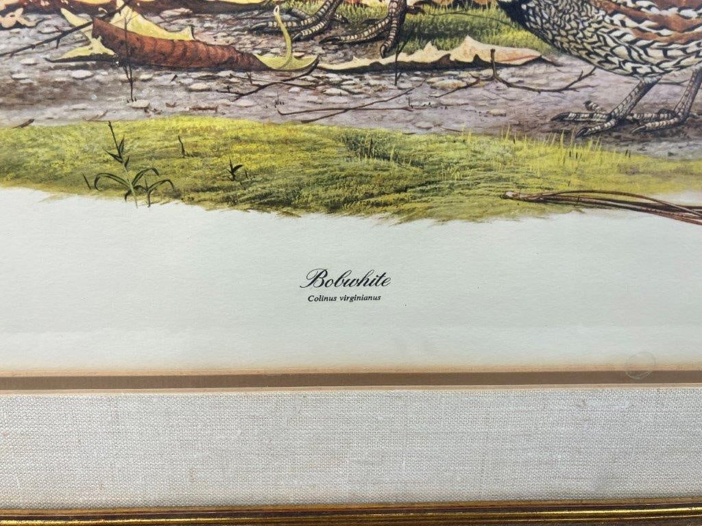 Signed Richard Evans Younger, Bobwhite Bird, Print - 4