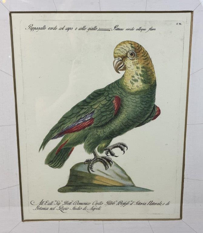 Parrot Print, Natural History of Birds After Saverio Manetti - 2