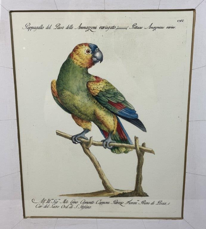Orange-Winged Amazon Bird, Print from Natural History of Birds - 2