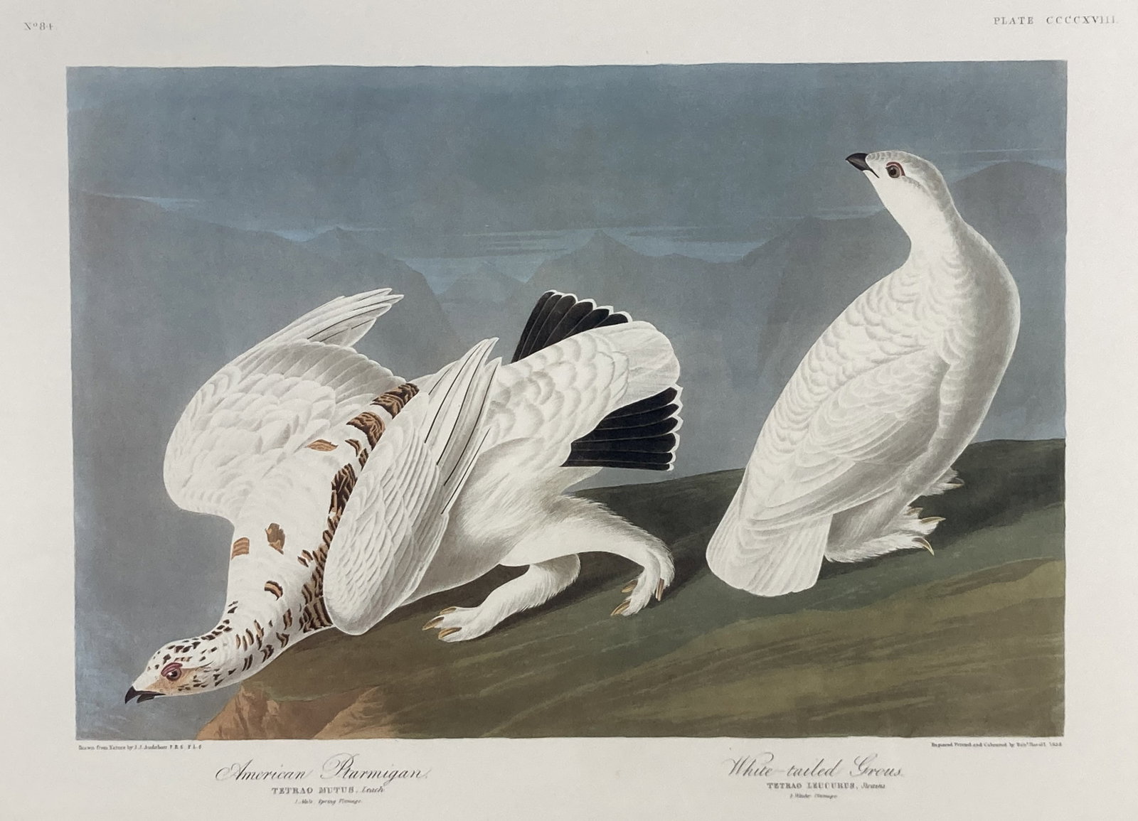John James Audubon, The Birds of America Plate 418, Print - 2