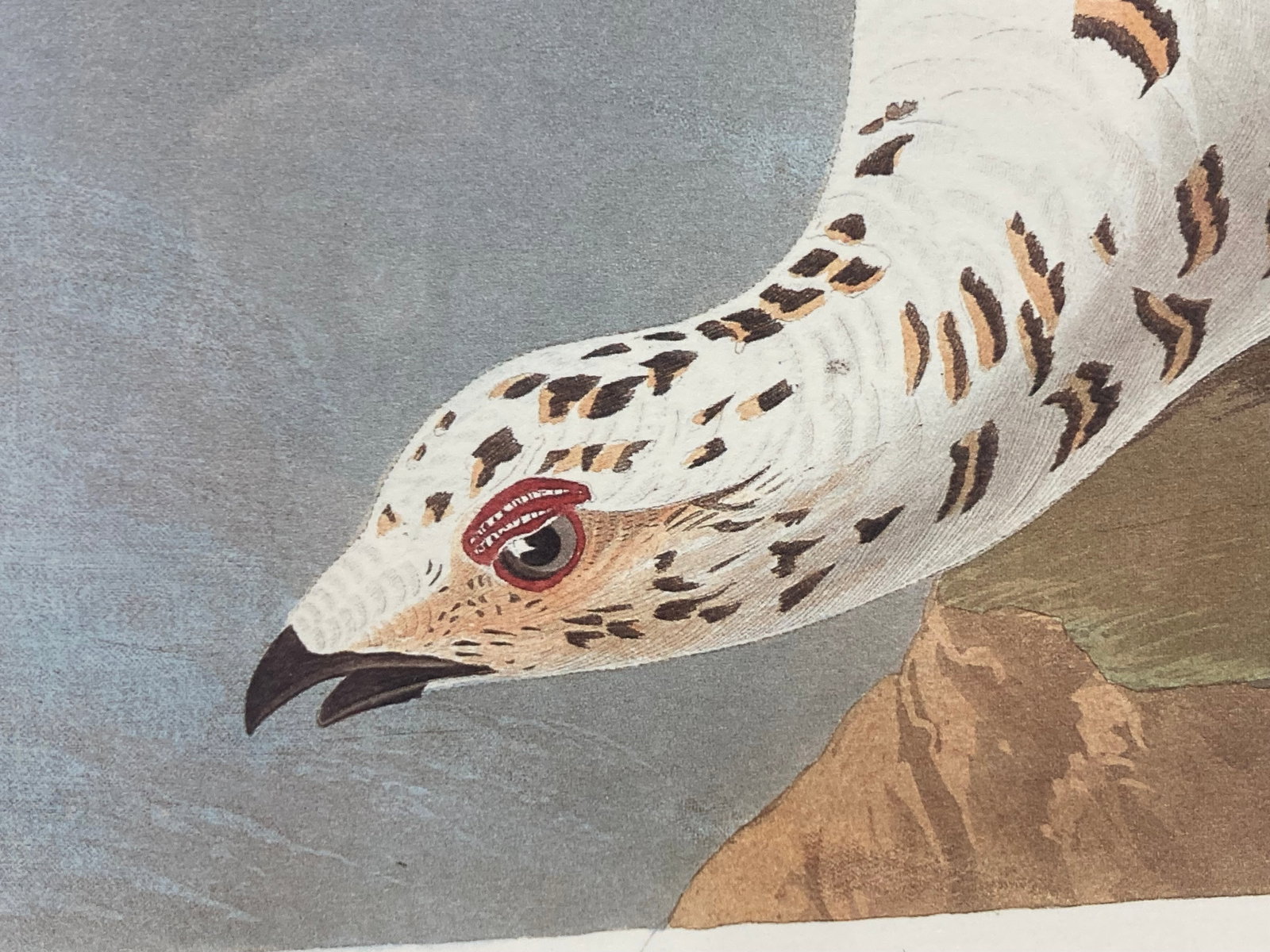 John James Audubon, The Birds of America Plate 418, Print - 3