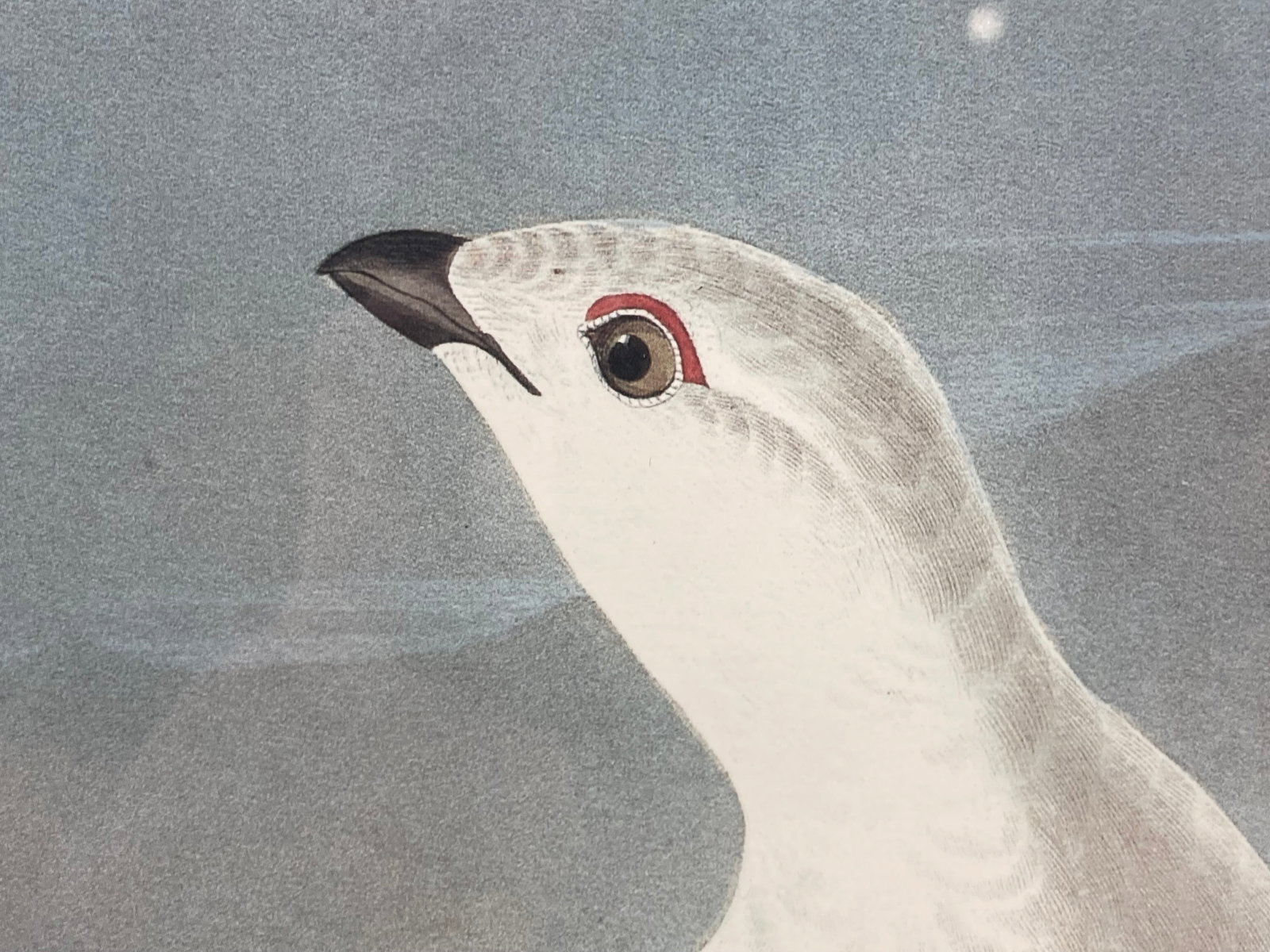 John James Audubon, The Birds of America Plate 418, Print - 4