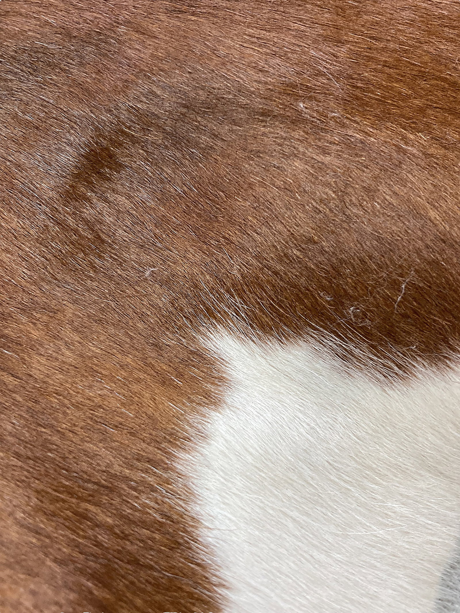 Brazilian Cowhide - 2