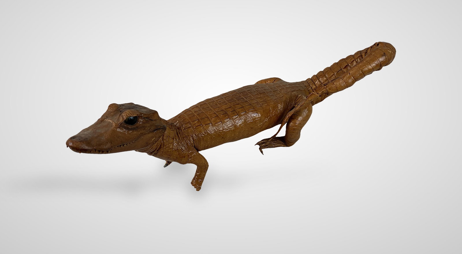 Taxidermied Baby Alligator - 2