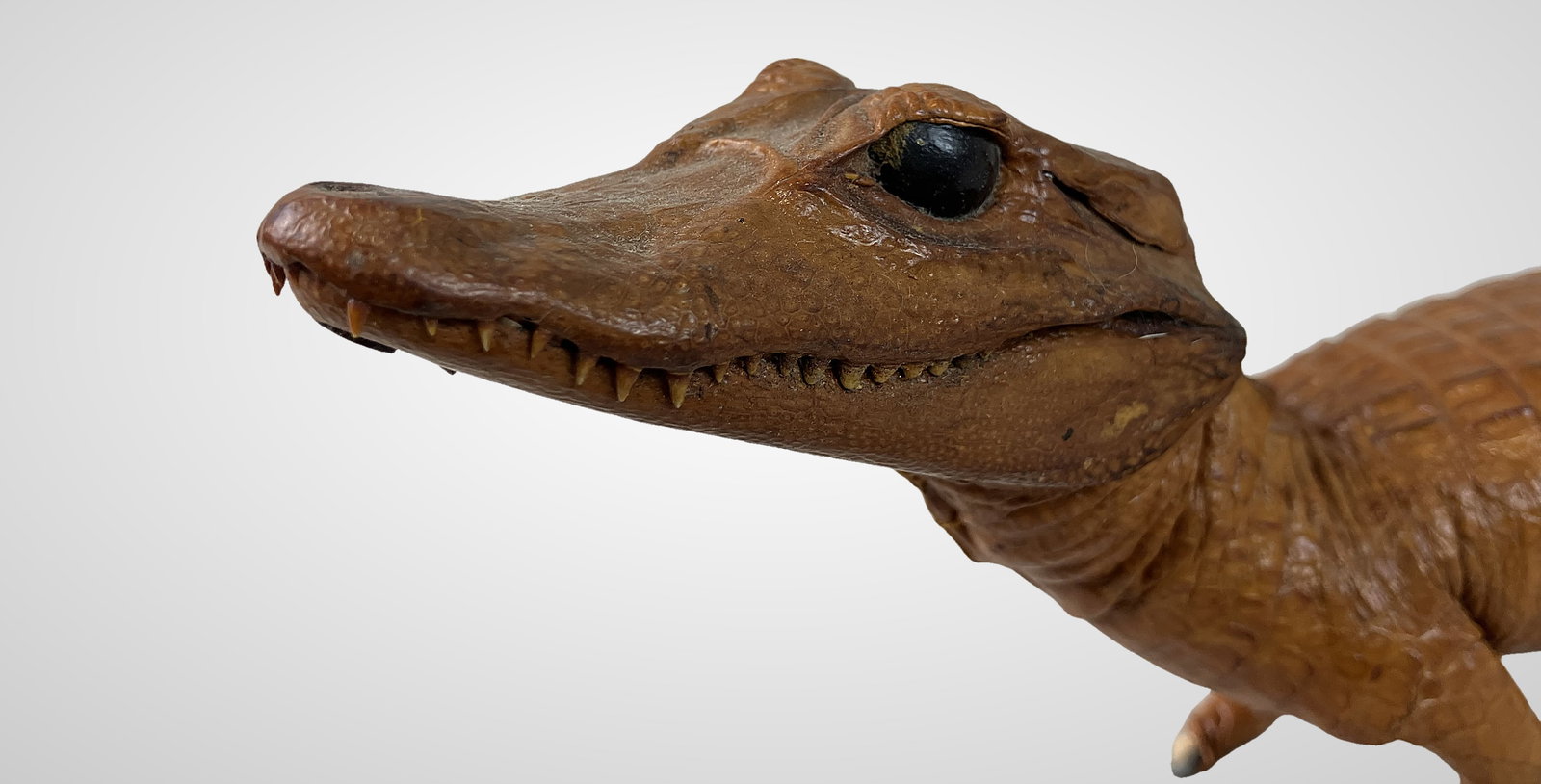 Taxidermied Baby Alligator - 3