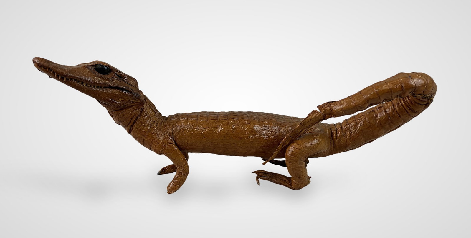 Taxidermied Baby Alligator - 4