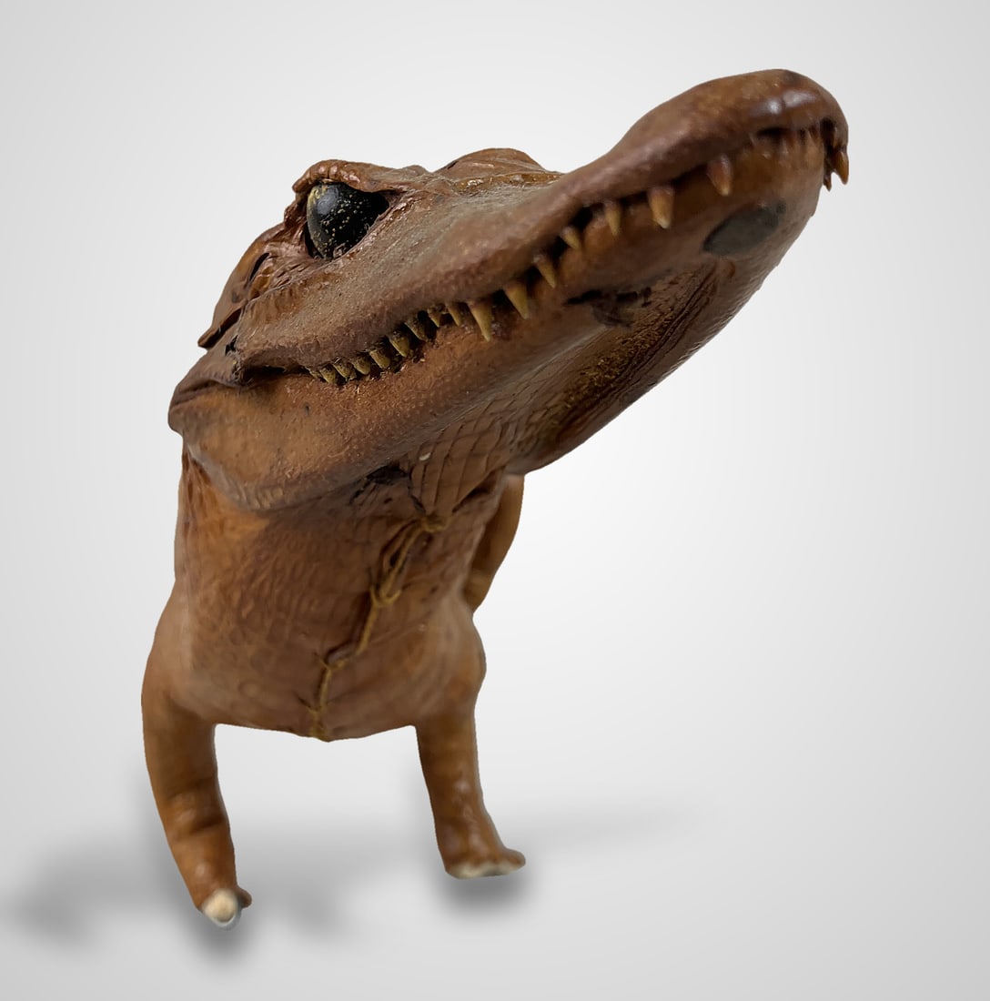 Taxidermied Baby Alligator - 5