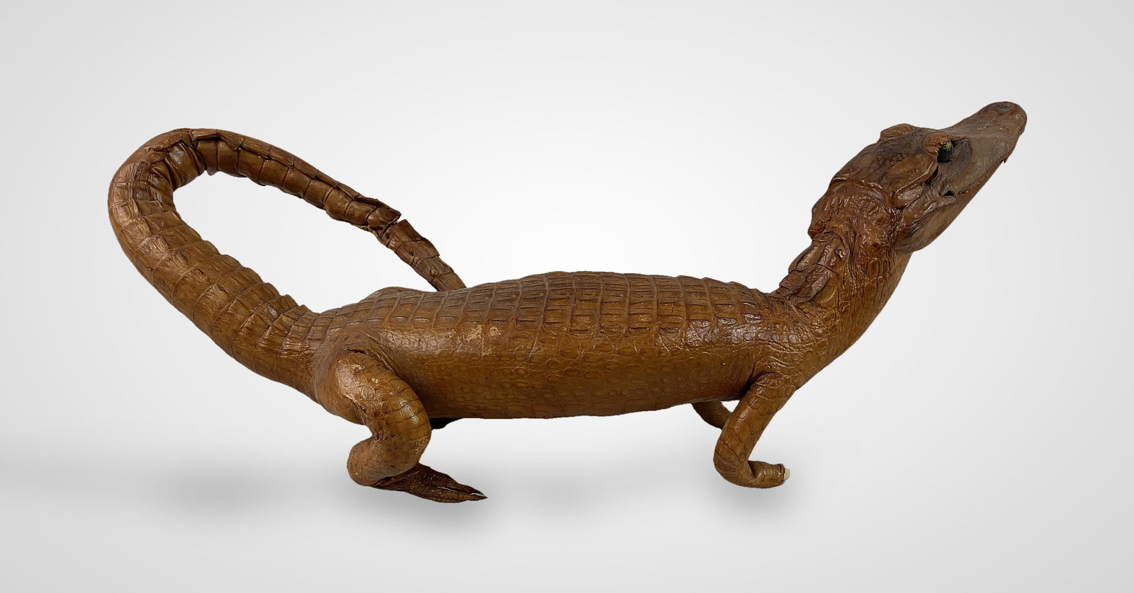 Taxidermied Baby Alligator - 7