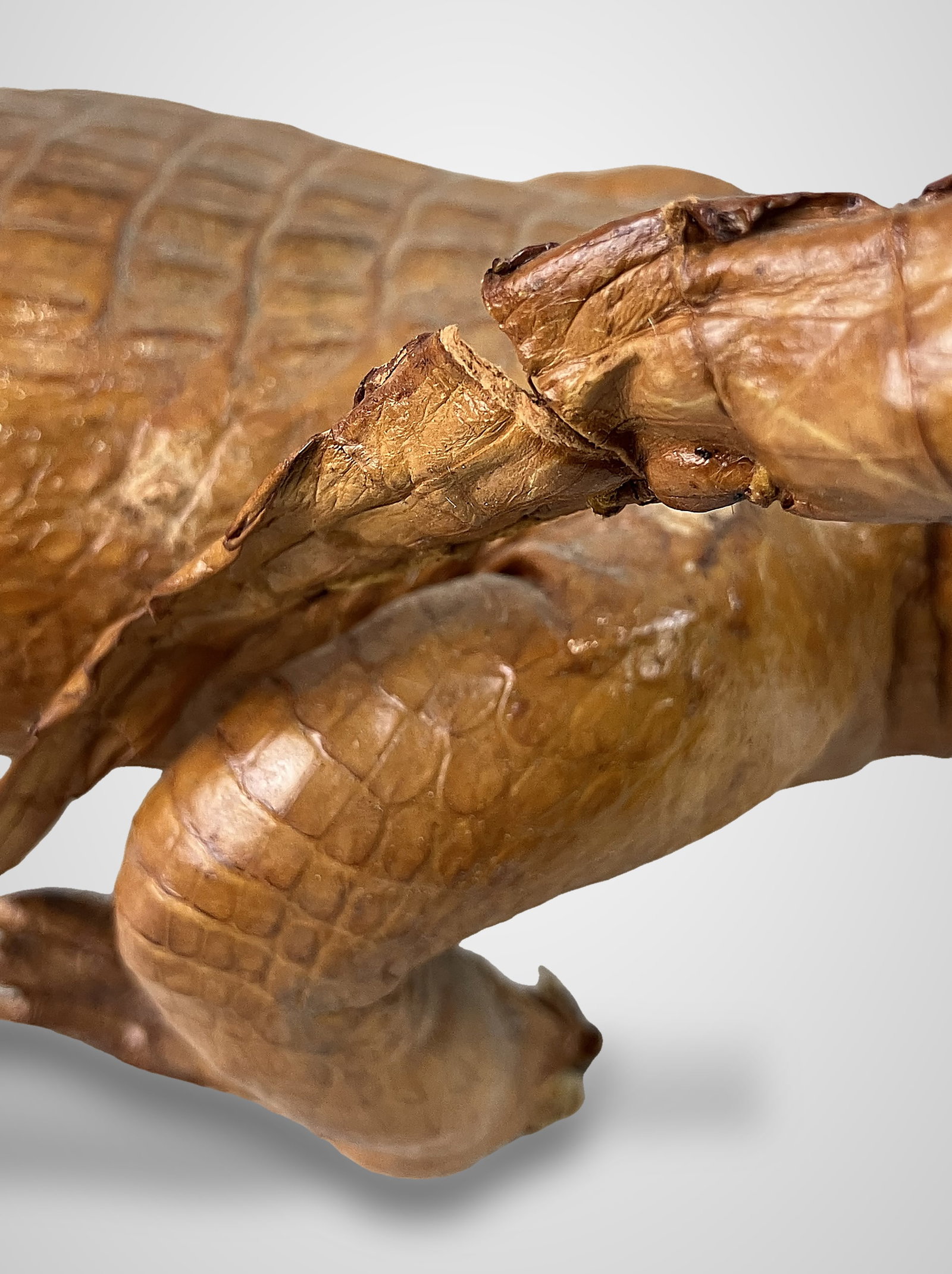 Taxidermied Baby Alligator - 9