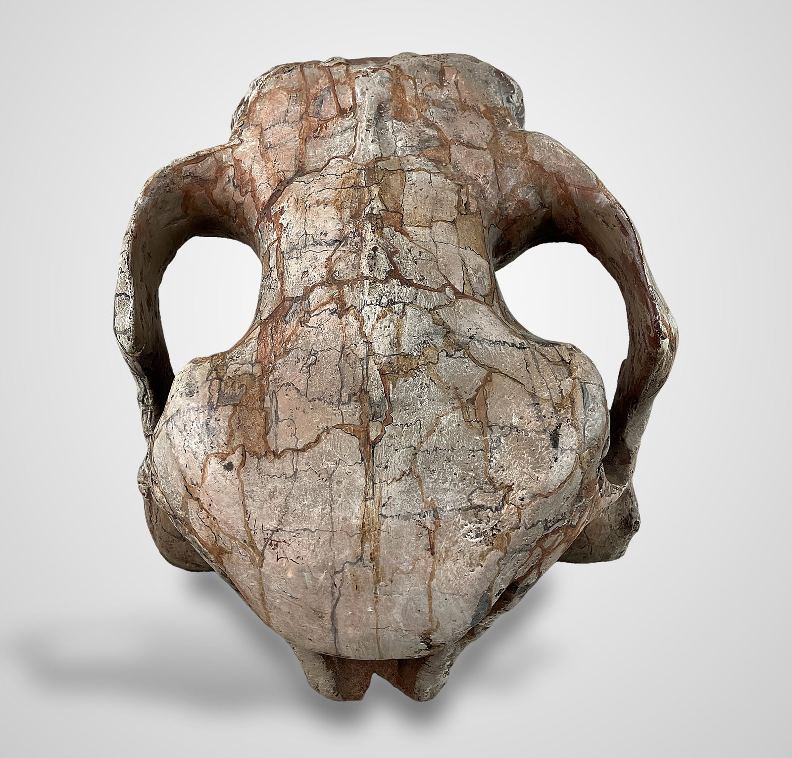 Endocranial Steer Skull Cast - 2