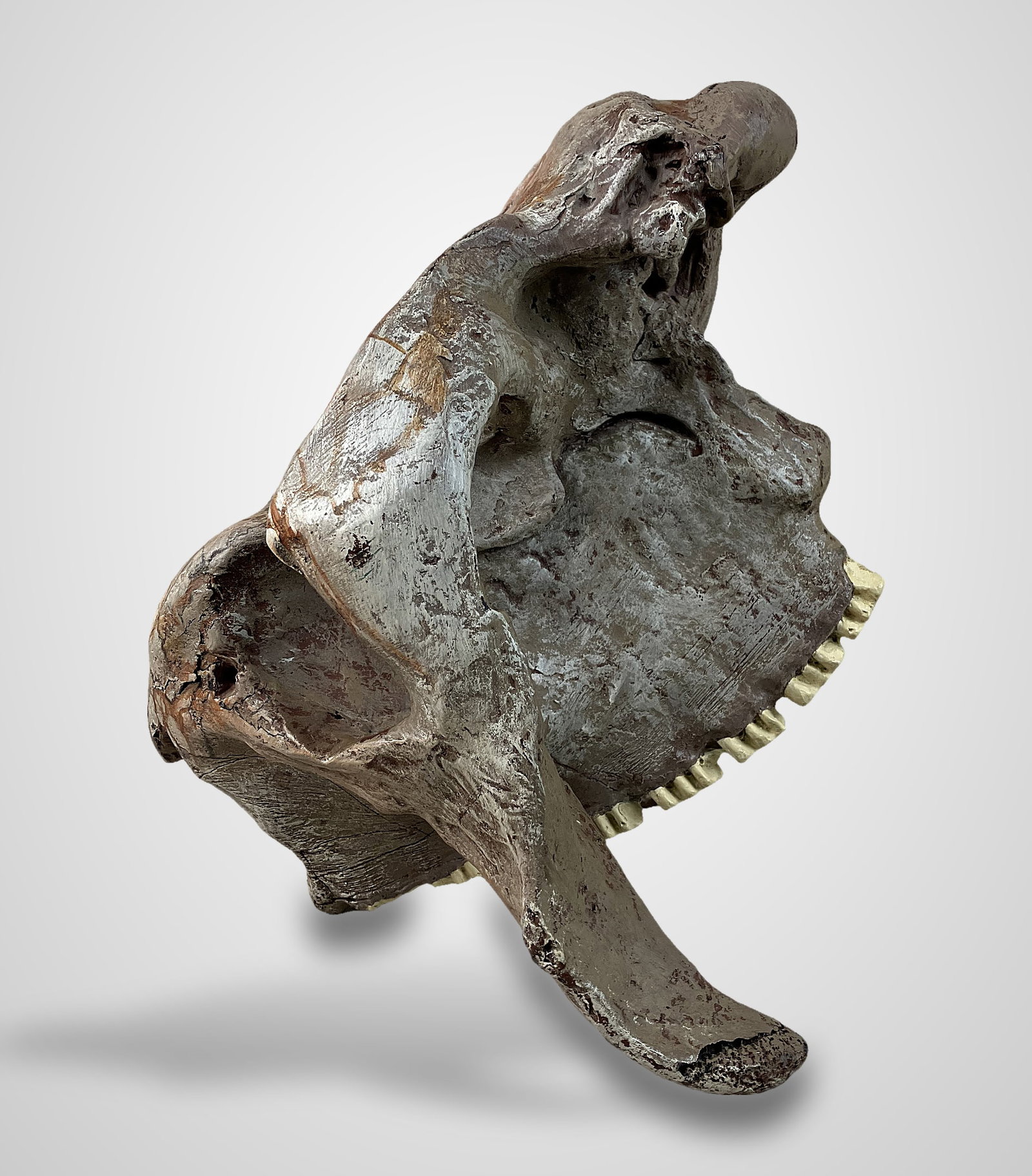 Endocranial Steer Skull Cast - 3