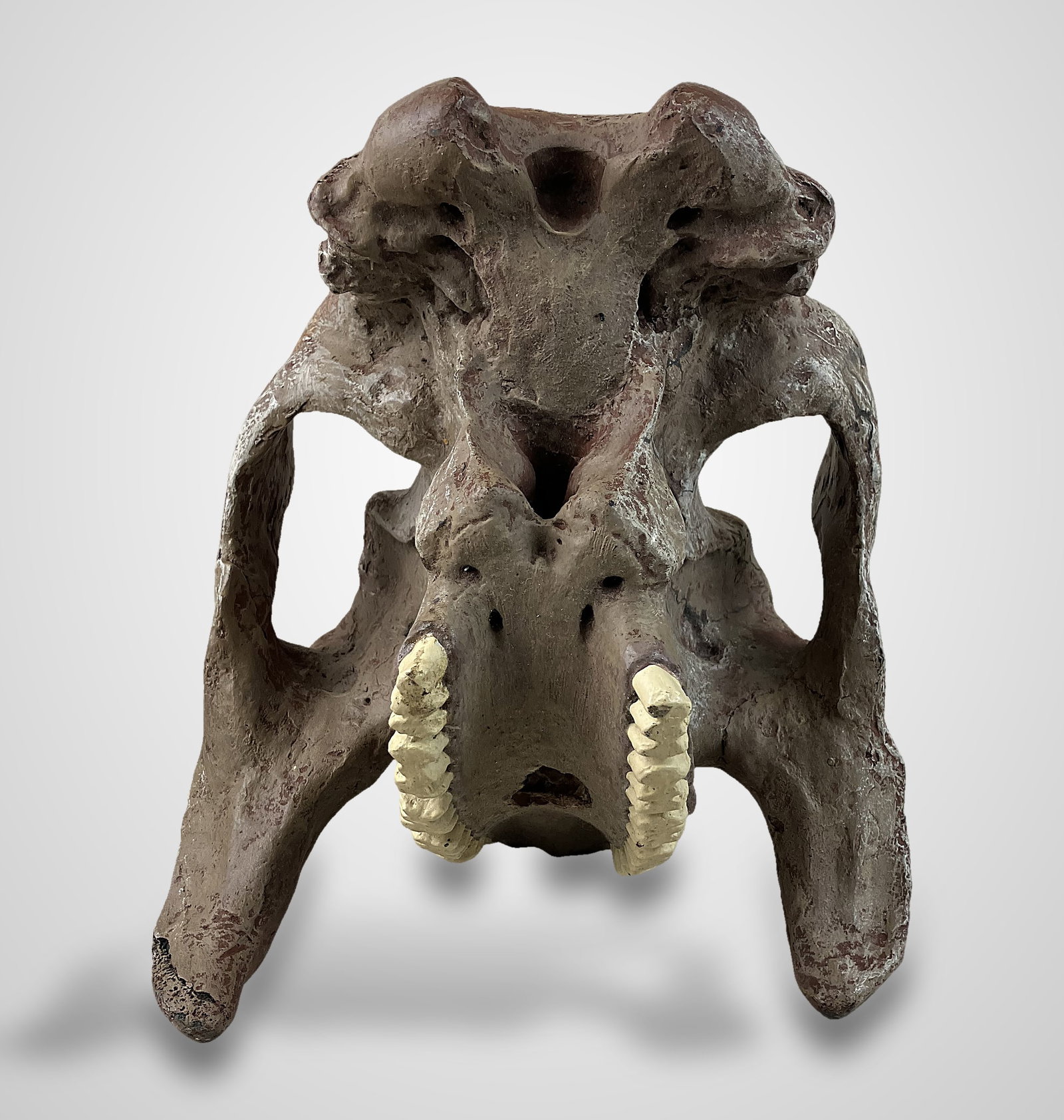 Endocranial Steer Skull Cast - 4