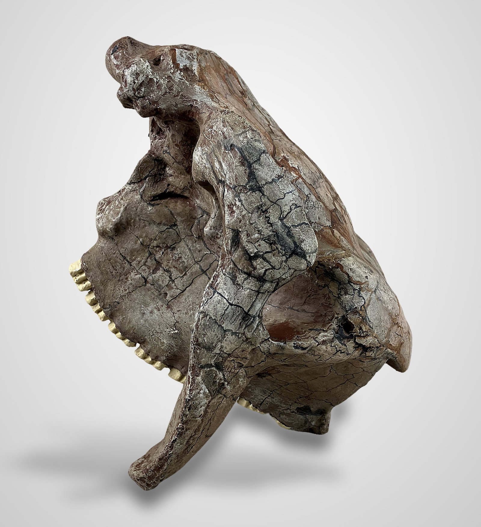Endocranial Steer Skull Cast - 5