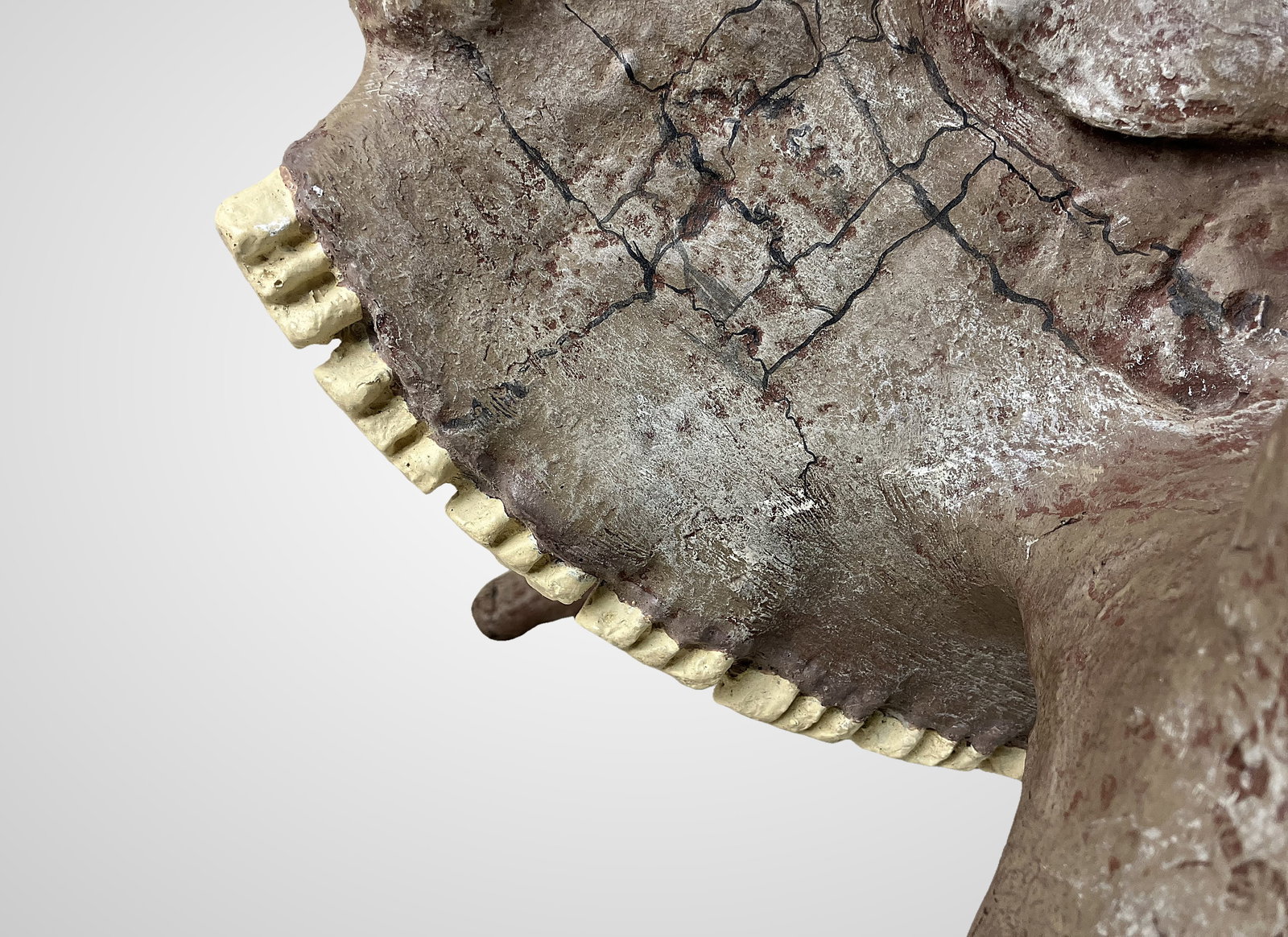 Endocranial Steer Skull Cast - 6