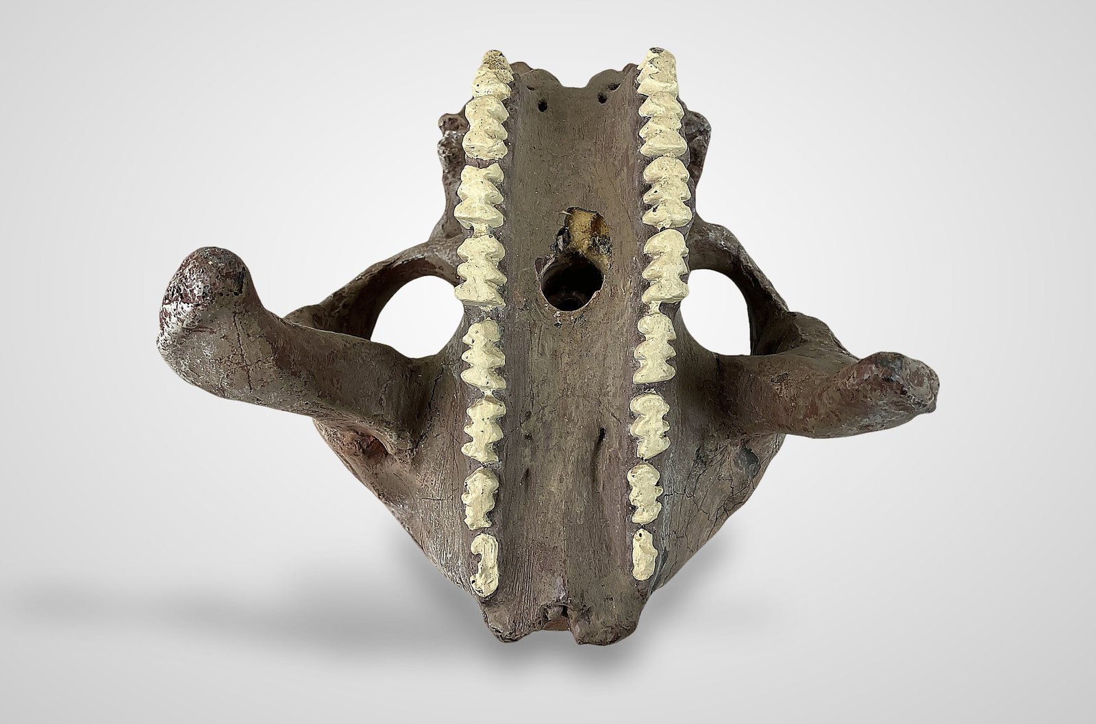 Endocranial Steer Skull Cast - 7