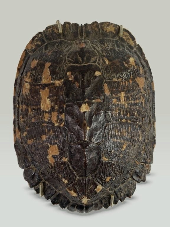 Turtle Shell Specimen - 2