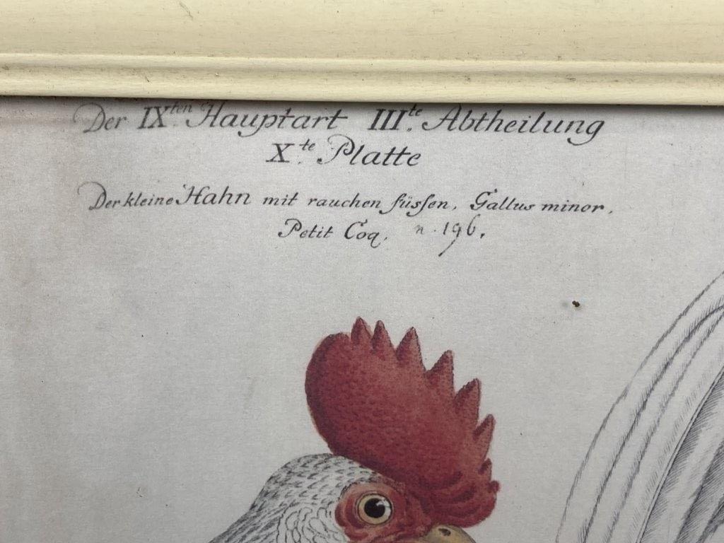 Pair of Naturalist Cockerel Rooster Prints - 2