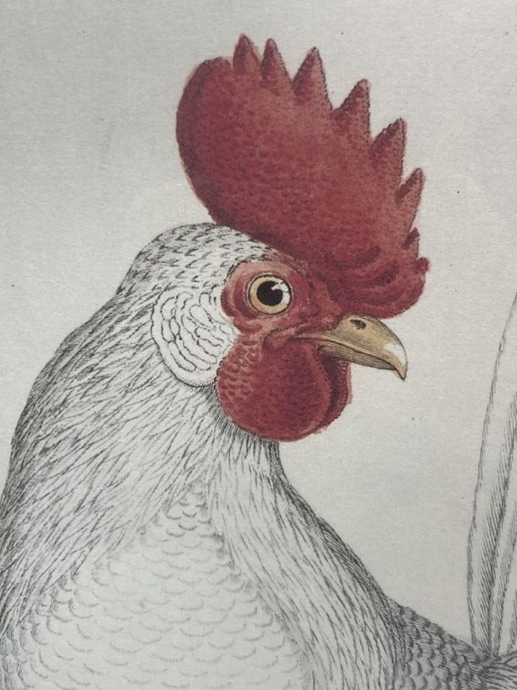 Pair of Naturalist Cockerel Rooster Prints - 3