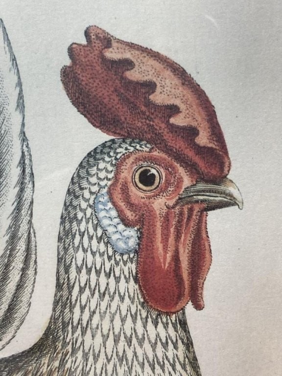 Pair of Naturalist Cockerel Rooster Prints - 6