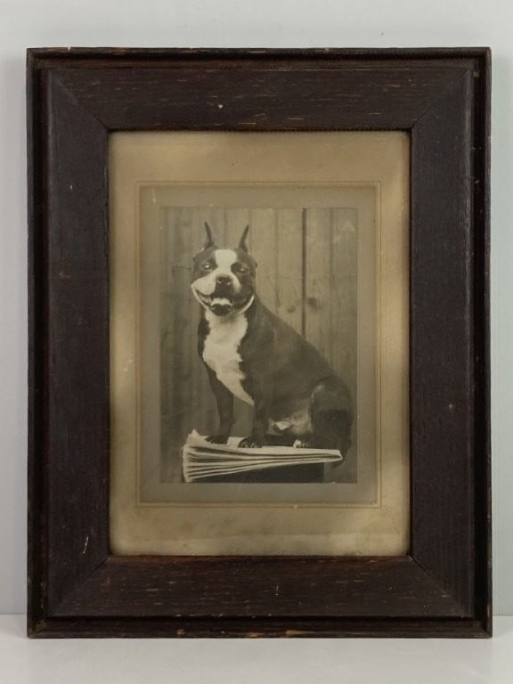Early 20th-Century Boston Terrier Photograph: Charming early 20th-century photograph features an alert and expressive Boston Terrier seated on a newspaper against a rustic wooden plank wall background. The image is housed in its original mat and 