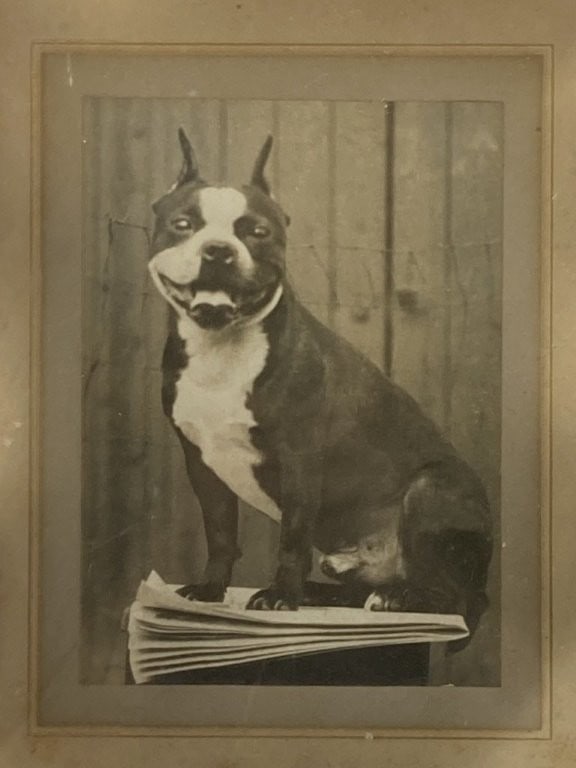 Early 20th-Century Boston Terrier Photograph - 2