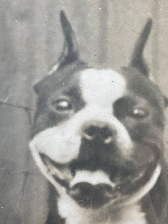 Early 20th-Century Boston Terrier Photograph - 3