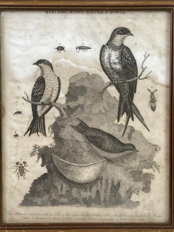 19th-Century, John Pass, Bird, Lithograph - 2