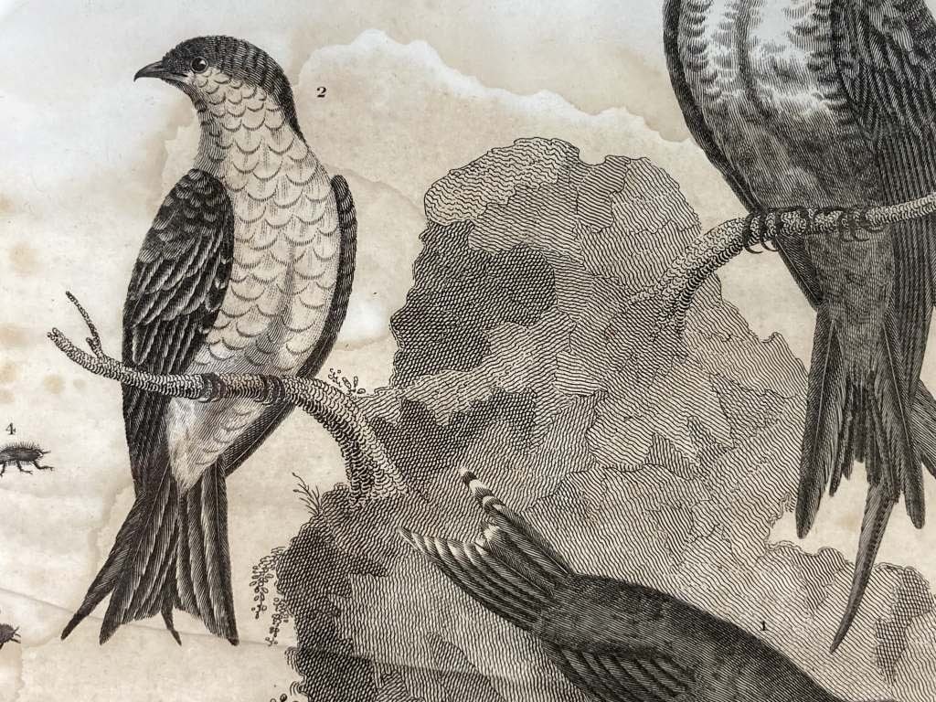 19th-Century, John Pass, Bird, Lithograph - 3