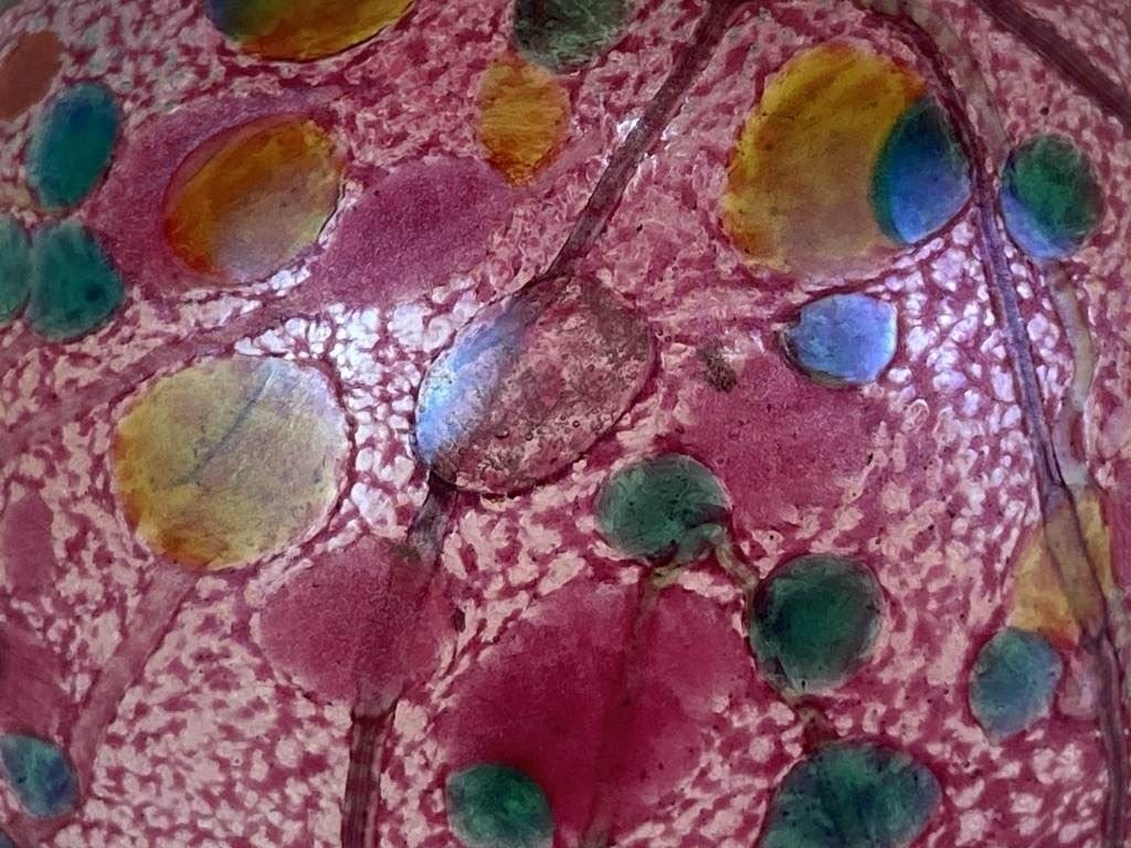 Isle of Wight Summer Fruits Art Glass Paperweight - 3