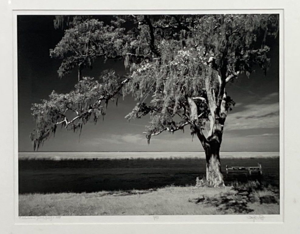 Cumberland Island Georgia Landscape Photograph - 2