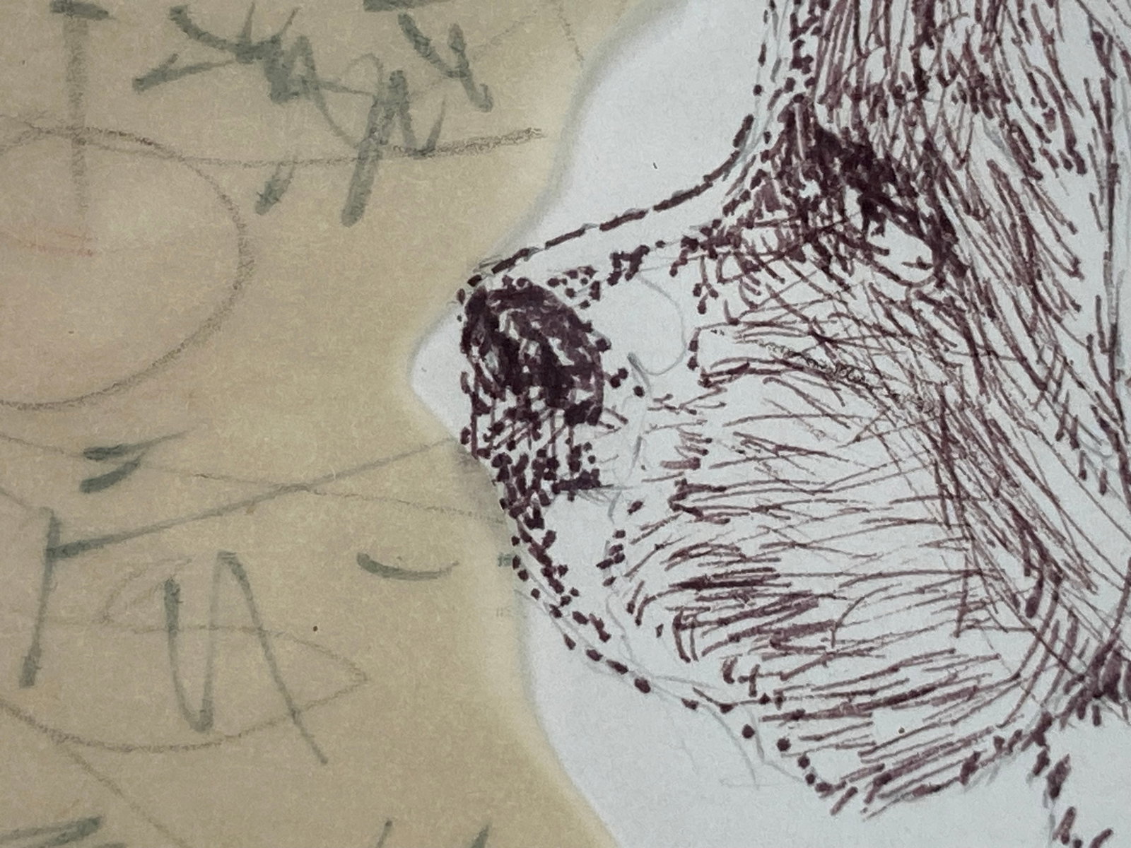 St. Bernard, Pen and Ink Drawing - 3
