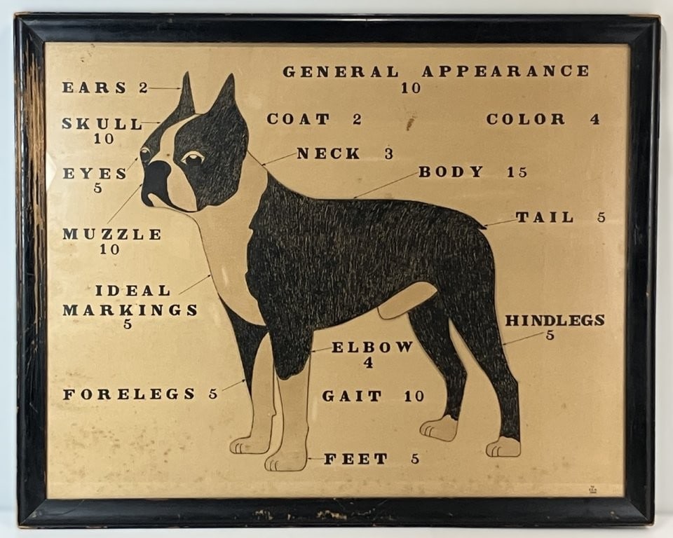 Mid-Century Boston Terrier Scale of Points Breed Diagram: Fascinating mid-century lithographed diagram illustrates the ideal anatomical scale of points and breed specifications for the Boston Terrier, likely serving as a visual guide to the official breed