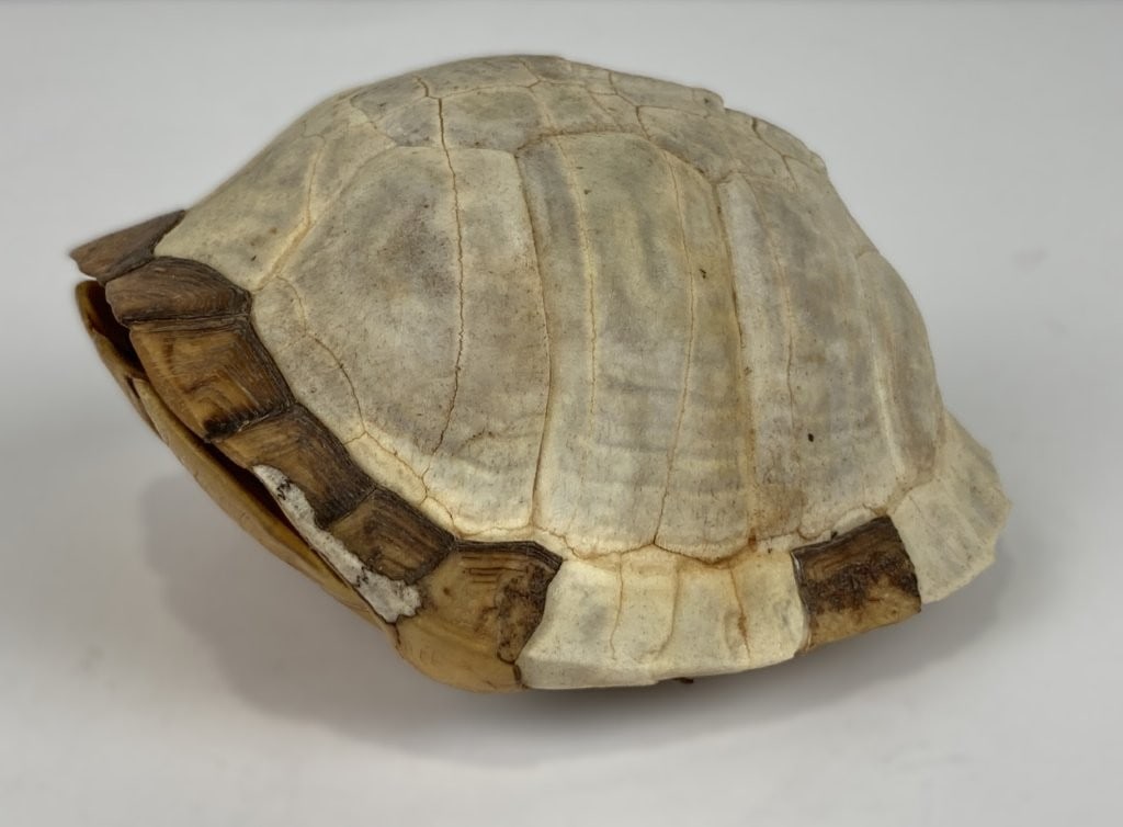 Antique Turtle Shell: Intriguing natural specimen features a small turtle shell rendered in subtle, natural white and cream tones. The organic curio piece measures approximately 2 1/4 in. H x 3 1/4 in. in diameter. It
