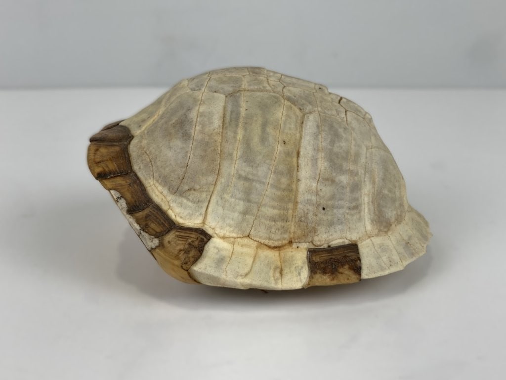 Antique Turtle Shell - 2