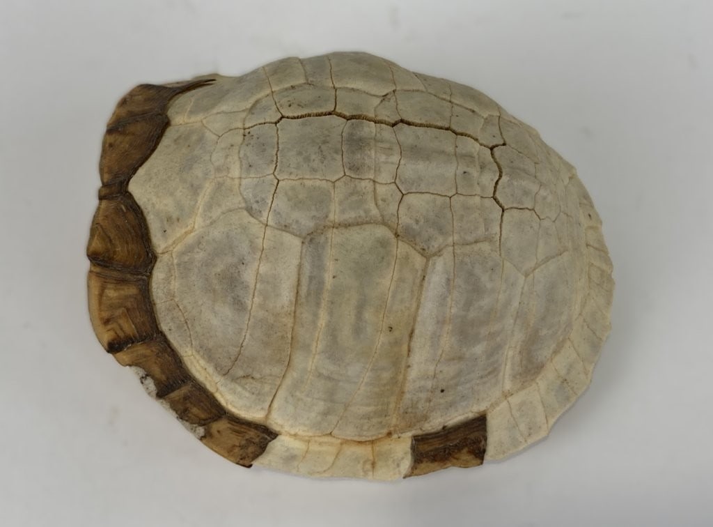 Antique Turtle Shell - 3
