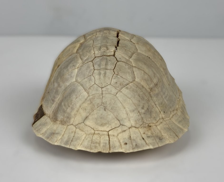 Antique Turtle Shell - 4