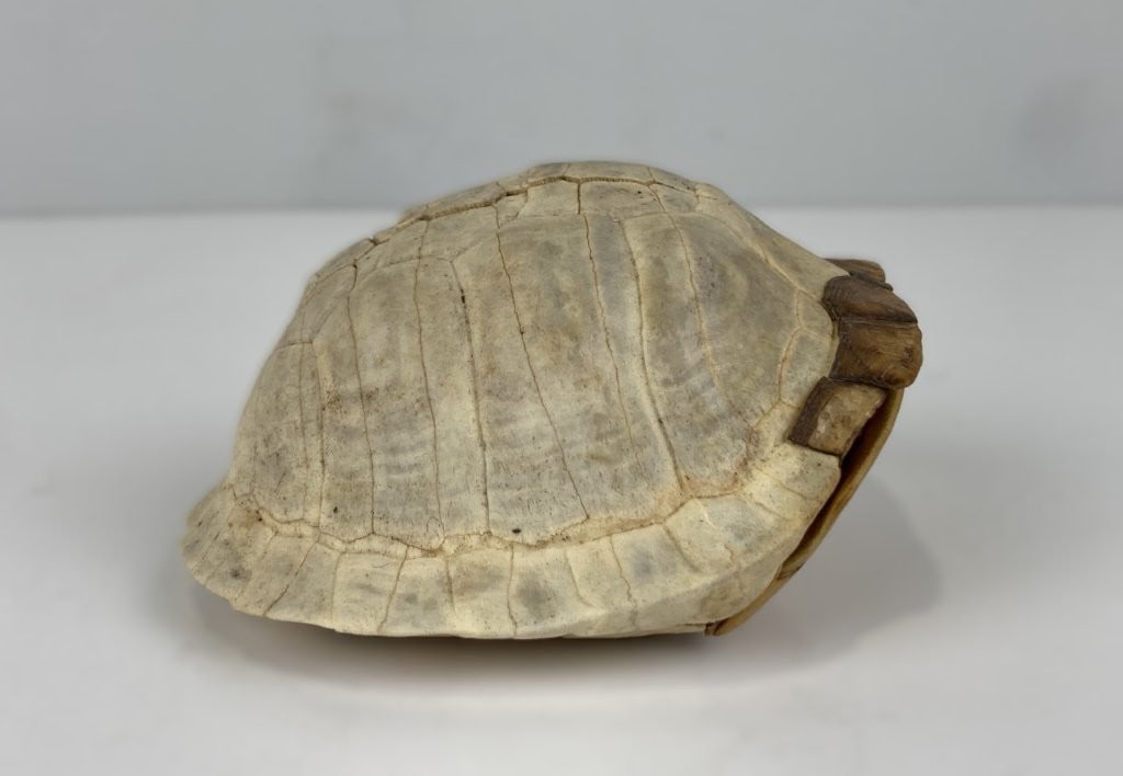 Antique Turtle Shell - 5