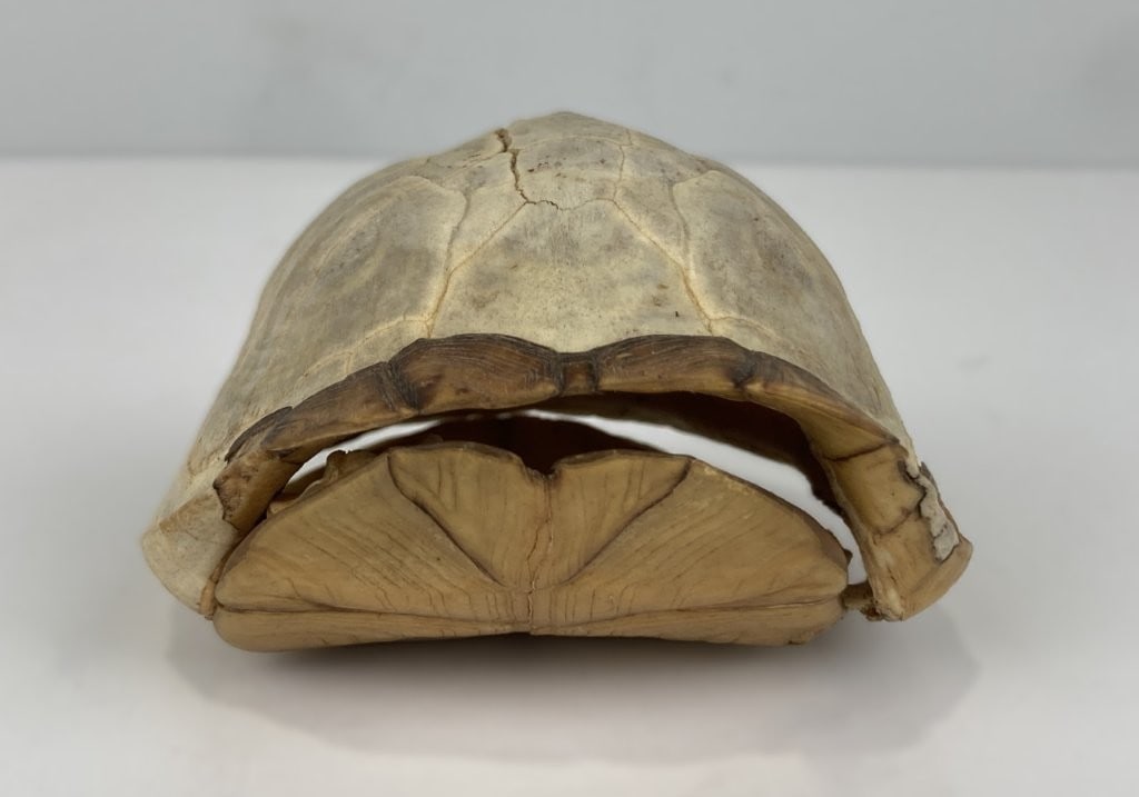 Antique Turtle Shell - 6