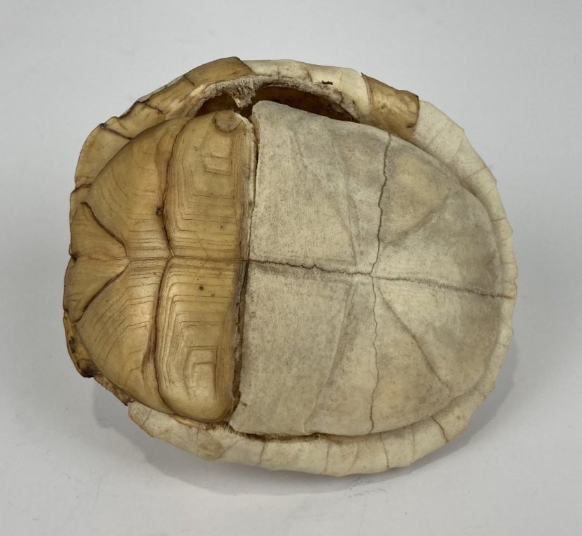 Antique Turtle Shell - 7
