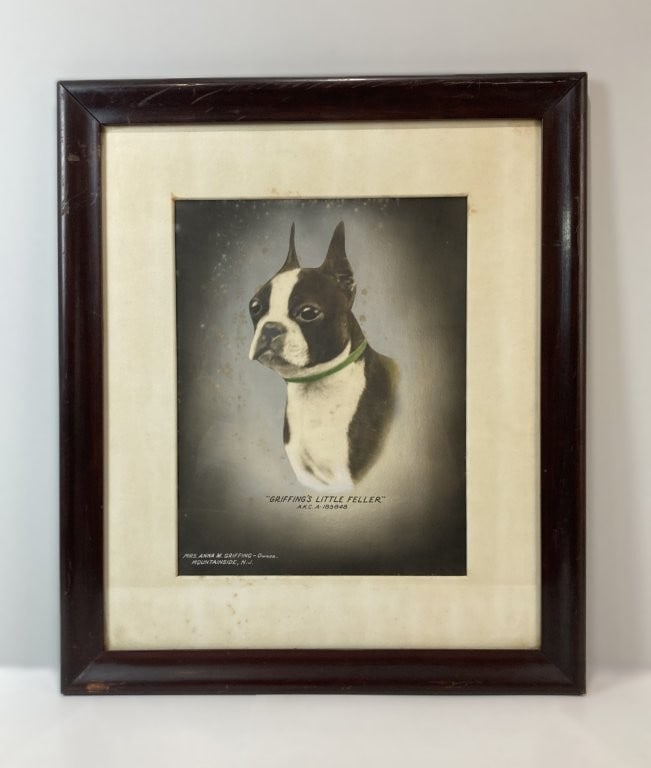 American Kennel Club, Boston Terrier, Hand-Colored Photograph: Mid-century American Kennel Club dog portrait features a meticulously hand-colored photograph of the distinguished Boston Terrier champion Griffing's Little Feller. The canine subject is captured