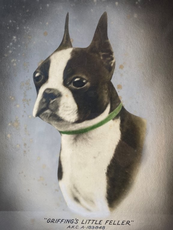 American Kennel Club, Boston Terrier, Hand-Colored Photograph - 2