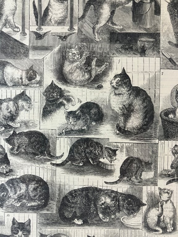 19th-Century Cat London News Lithographs, Including Louis Wain - 3