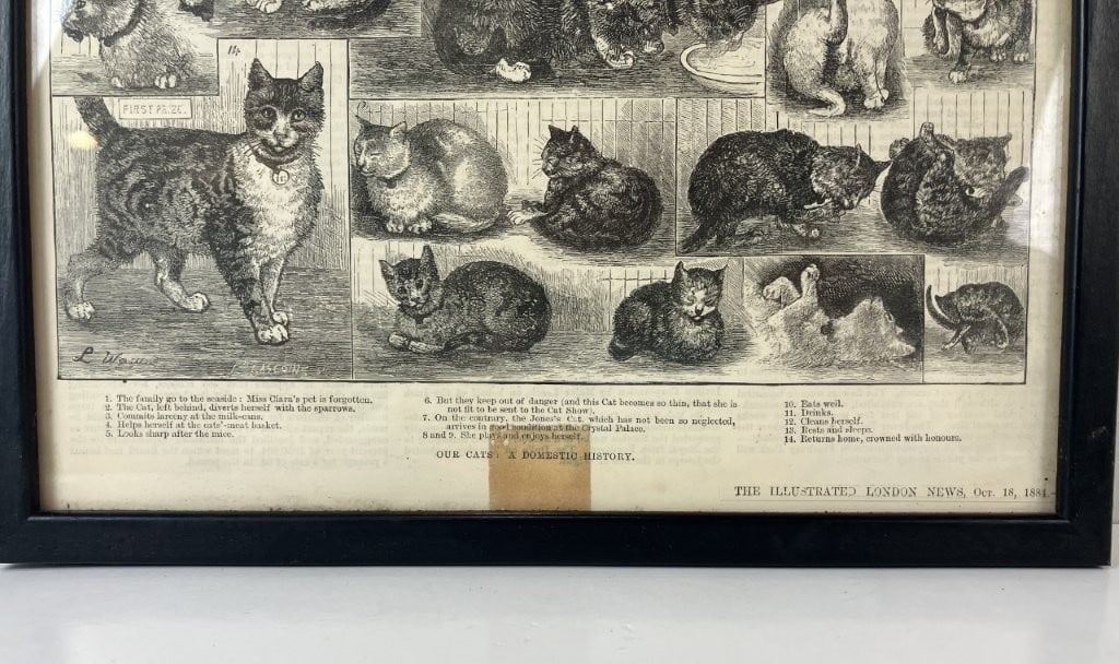 19th-Century Cat London News Lithographs, Including Louis Wain - 4