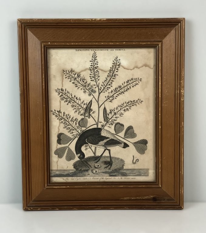 19th-Century, Oyster Catcher, Ornithological Lithograph: Handsome 19th-century lithograph depicts an Oyster Catcher in precise, scientific detail. Published in London, the work draws its inspiration from the foundational 18th-century masterpiece, The